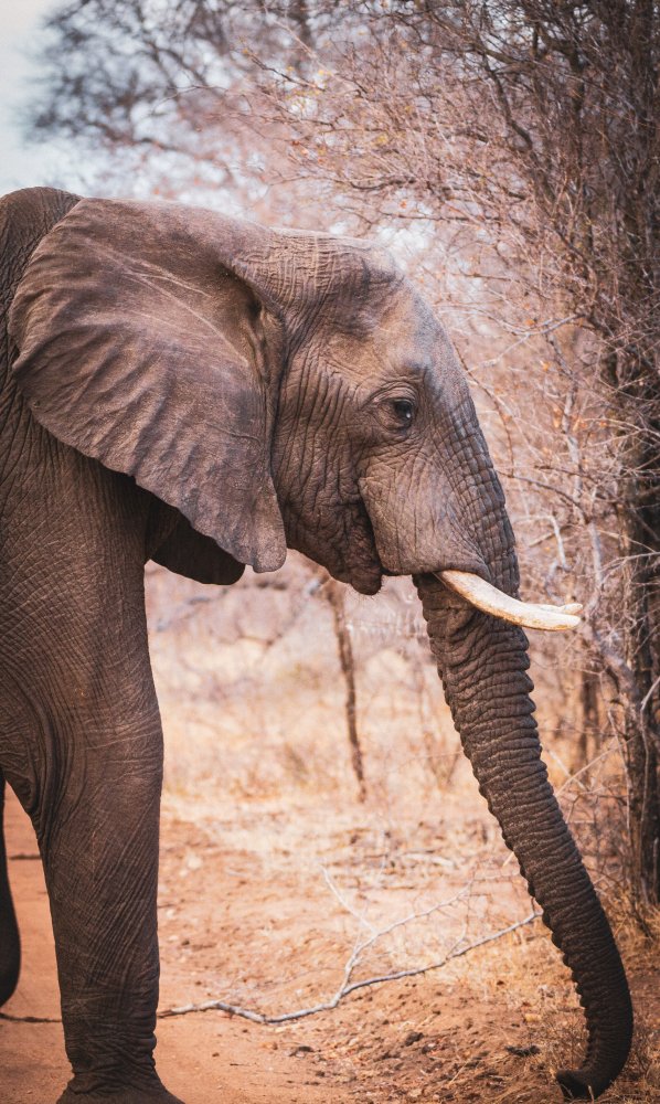 Elefant in Pridelands